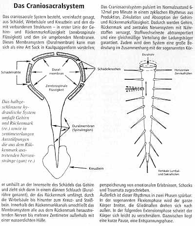 Craniosacralsystem
