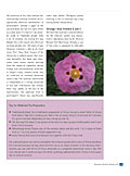 Rockrose: The Medicinal Herb for Body, Mind and Soul